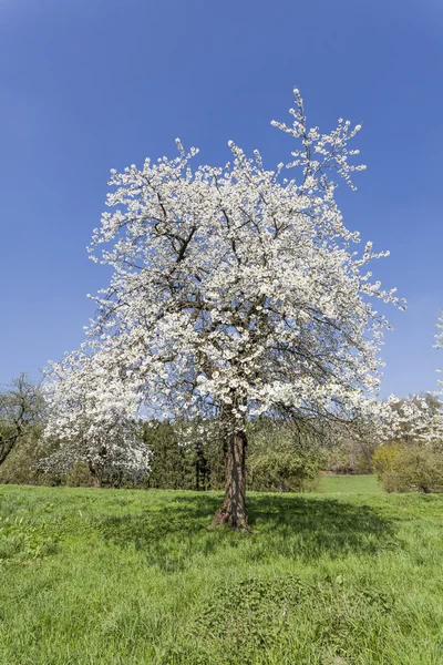 Apple tree in spring, Holperdorp, Germany — Stock Photo, Image