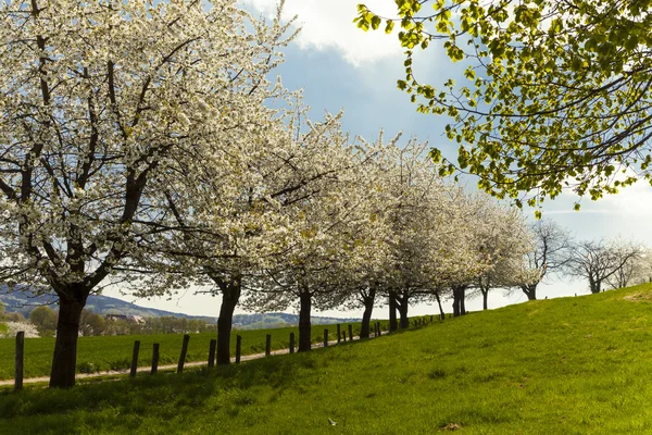 Blossoming cherry trees in Hagen, Osnabrueck country, Germany — Stock Photo, Image