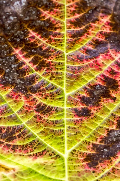 Цветной красный лист осенью, Германия — стоковое фото