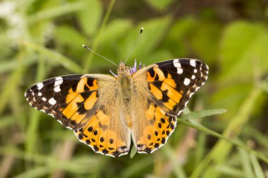 Vanessa cardui, Painted Lady kelebek Aşağı Saksonya, Almanya