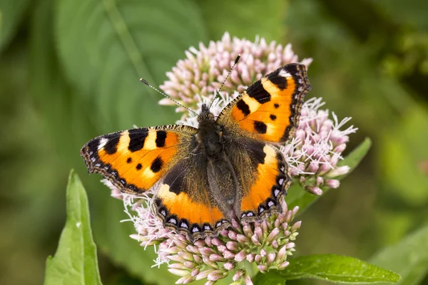 Aglais ナミハダニ、Nymphalis ナミハダニ、麻-キンミズヒキ、ヒヨドリバナ cannabinum ドイツ連邦共和国ニーダー ザクセン州の小さなべっ甲 — ストック写真