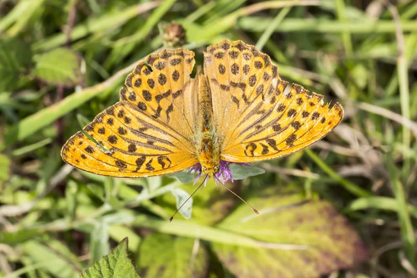 Argynnis Παφίας, ασήμι-πλένονται Fritillary από τη χαμηλότερη Σαξωνία, Γερμανία — Φωτογραφία Αρχείου