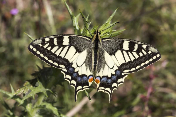 Papilio machaon, Borboleta de rabo de andorinha da Itália, Europa — Fotografia de Stock