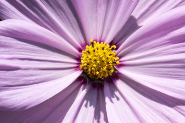 Evren bipinnatus, (Cosmos bipinnata), Bahçe Cosmos, Meksika Aster