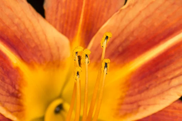 Hemerocallis aurantiaca, Hemerocallis fulva, var. aurantiaca, giglio arancione — Foto Stock