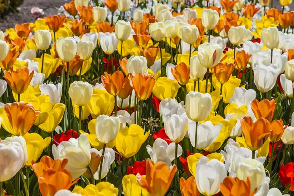 Tulpenfeld in Niedersachsen, Deutschland — Stockfoto