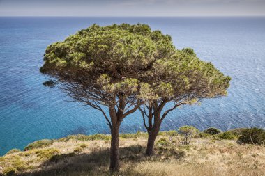 Çam ağacı, west coast Elba, Pomonte, Toskana, İtalya