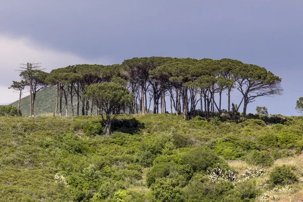 Kiefernwald in der Nähe von Rio nell 'elba, elba, toskana, italien — Stockfoto