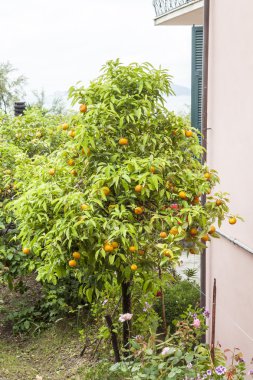 Tellaro, ligurian kıyısında, Liguria, İtalya içinde portakal ağacı