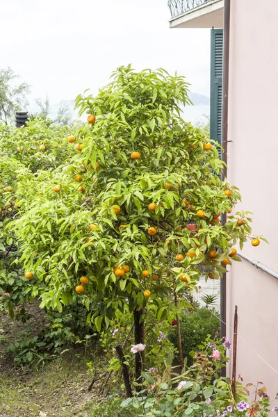 Apelsinträd i Tellaro, liguriska kusten, Ligurien, Italien — Stockfoto