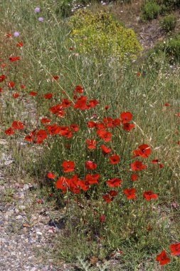 Gelincik (bitki), mısır haşhaş, gelincik, alan Poppy, Flanders Poppy, kırmızı Poppy, kırmızı ot, Çift