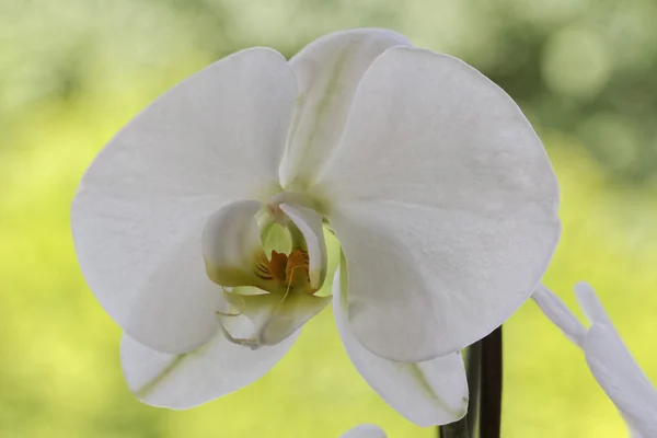 Planta híbrida branca da casa do orchid de Phalaenopsis em Alemanha — Fotografia de Stock