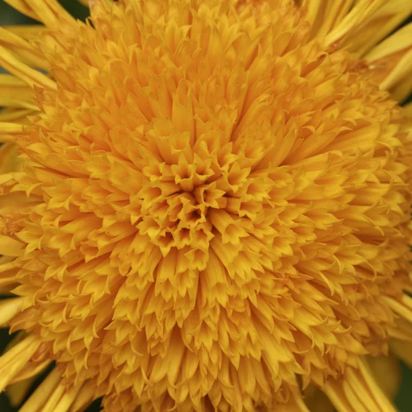 Calendula officinalis, Pot Marigold, Ruddles, Calêndula comum, Calêndula inglesa — Fotografia de Stock