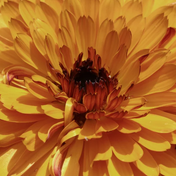Gemensamma ringblomma (Calendula officinalis), engelsk marigold, prydnads blomma i sommar, Tyskland — Stockfoto