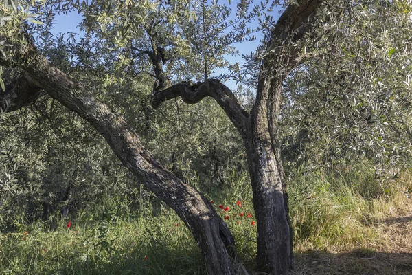 Anchiano, okres Vinci, krajina s olivovníky, Toskánsko, Itálie — Stock fotografie