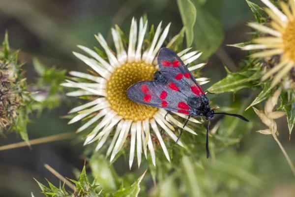 Zygaena filipendulae, borboleta Burnet de seis pontos no cardo Carline (Carlina vulgaris) da Baixa Saxónia, Alemanha — Fotografia de Stock