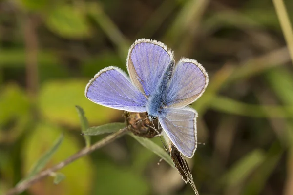 Polyommatus icarus, papillon bleu commun de Basse-Saxe, Allemagne, Europe — Photo