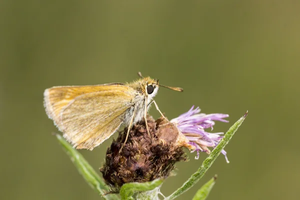 Thymelicus アクテオン、ドイツ連邦共和国ニーダー ザクセン州からラルワース イチモンジセセリ — ストック写真