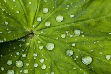 Alchemilla, Lady's Mantle with teardrops, Lower Saxony, Germany clipart