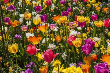 Lale alan bahar, Aşağı Saksonya, Almanya