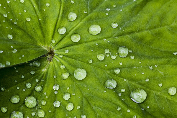 Alchemilla, Lady 's Mantle with teardrops, Нижняя Саксония, Германия
