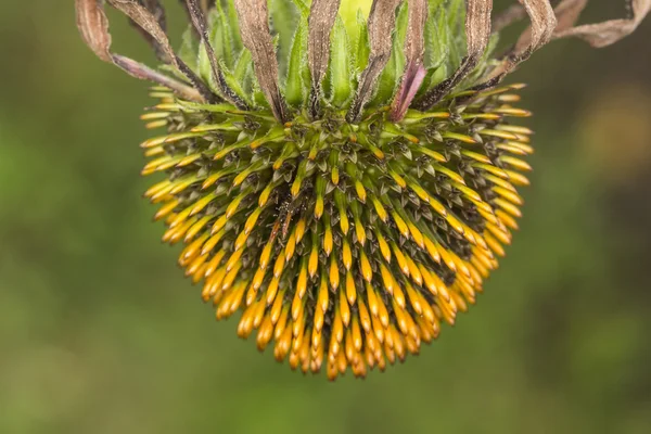 Eastern purple coneflower (Echinacea purpurea), Purple coneflower in summer, Germany — Stock Photo, Image