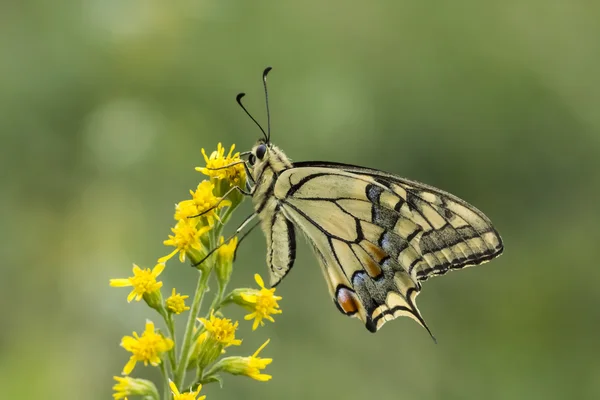 Papilio machaon, Swallowtail butterfly from Lower Saxony, Germany — Stock Photo, Image