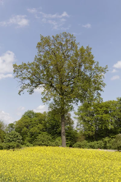 Våldtäkt fält med träd i maj, Hilter, Osnabrueck Land Region, Tyskland, Europa — Stockfoto