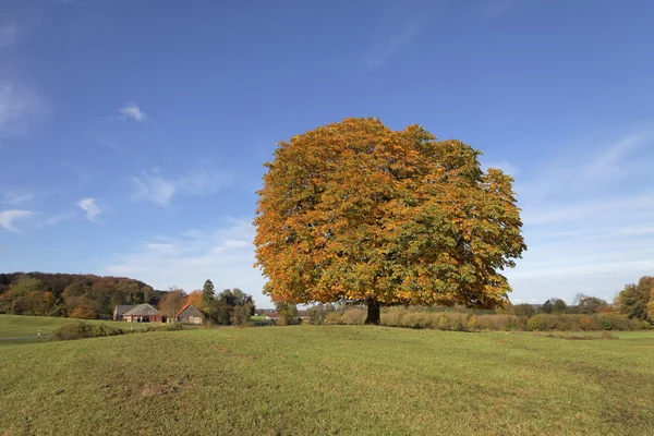 Acer platanoides, Norway maple in autumn (cherry trees on the right) — Stock Photo, Image
