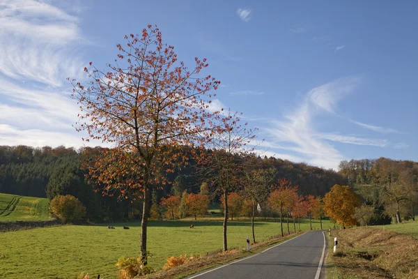 Cherry trees in autumn, country road in Holperdorp, Tecklenburg country, Germany — Stock Photo, Image