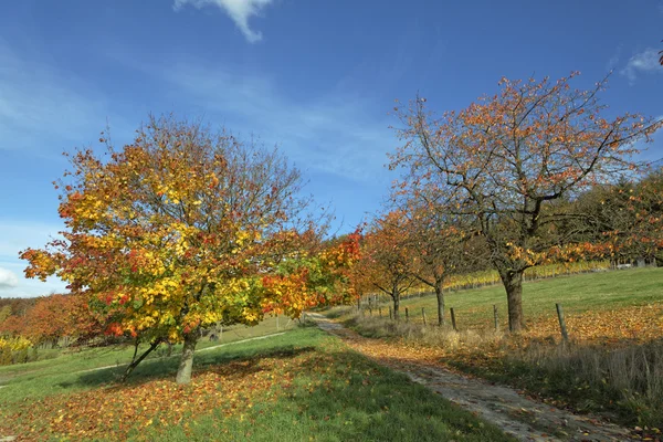 Acer platanoides, Norway maple in autumn (cherry trees on the right) — Stock Photo, Image