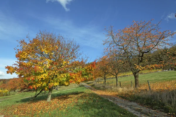 Клен Гостролистий Клен восени (вишневого дерева праворуч) Стокова Картинка
