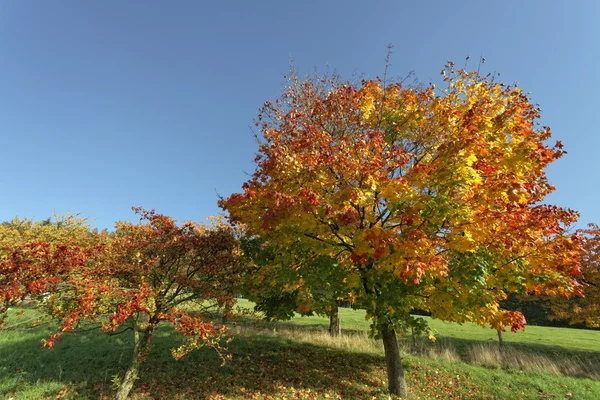 Клен Гостролистий Клен восени Хаген, Нижня Саксонія, Німеччина Стокове Фото