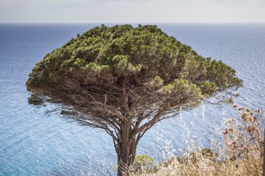 Çam ağacı, west coast Elba, Pomonte, Toskana, İtalya