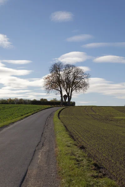 Castanheira no Outono, (Aesculus hippocastanum), rua do outro lado dos campos, Alemanha — Fotografia de Stock