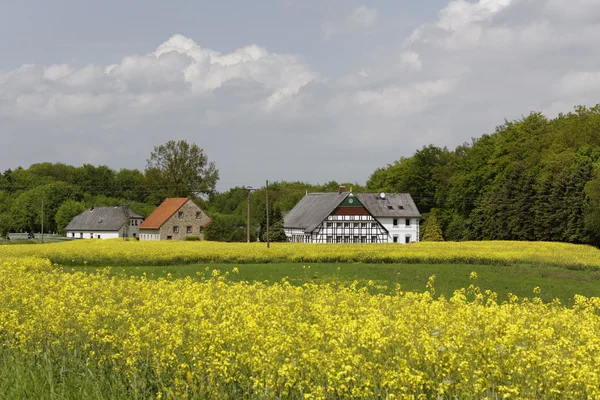 Rapsfeld mit alten Häusern im Mai, Hilter, Osnabrucker Land, Deutschland, Europa — Stockfoto