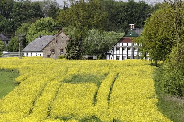 Repce field május Hilter, régi házak Osnabrueck ország régió, Németország, Európa Stock Kép