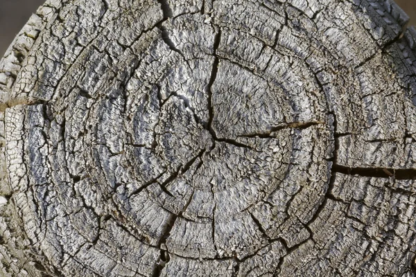 Eski gri ağaç kütüğü Almanya, Europe — Stok fotoğraf
