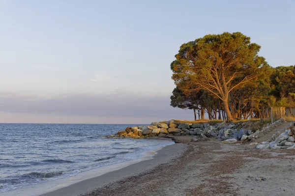 Каменная сосна в вечернем свете на пляже Мориани, Мориани Поль, Корсика, Франция — стоковое фото