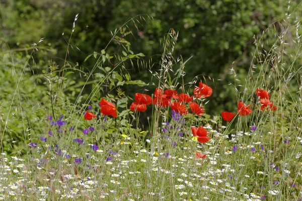 Καλαμπόκι παπαρούνα (Papaver rhoeas) επίσης καλαμπόκι Rose, πεδίο παπαρούνας, Φλάνδρα παπαρούνας, κόκκινη παπαρούνα, κόκκινο ζιζανίων, Coquelicot σε ένα λιβάδι στην Ευρώπη — Φωτογραφία Αρχείου