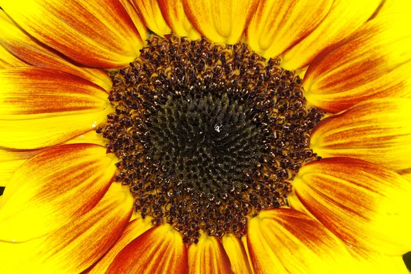 Napraforgó (Helianthus annuus Merida Bicolor, díszítő nyári nadrág — Stock Fotó