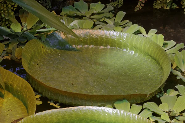 Victoria amazonica, Giant waterlily, Amazon water lily, Giant water lily, Royal waterlily — Stok Foto