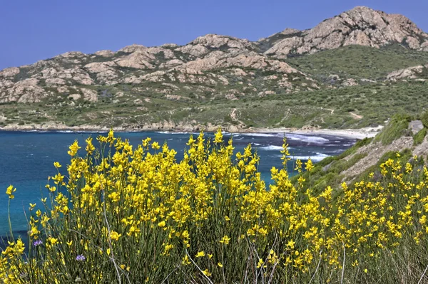 Μεσόγειο θάλασσα κοντά Ile Rousse με κίτρινο σκούπα φυτά, Γαλλία — Φωτογραφία Αρχείου