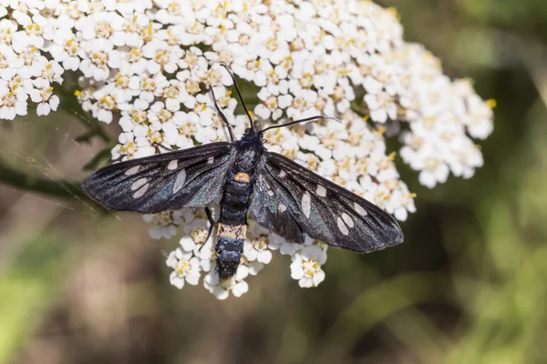 Syntomis phegea, Nove falena maculata dalla Toscana, Italia — Foto Stock