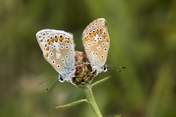 Polyommatus icarus, papillon bleu commun de Basse-Saxe, Allemagne — Photo