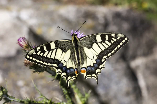 Papilio machaon, Swallowtail kelebek İtalya, Europe — Stok fotoğraf