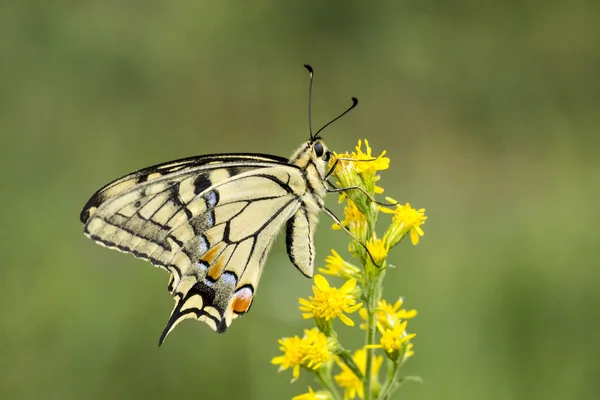 Papilio machaon, Swallowtail butterfly from Lower Saxony, Germany — Stock Photo, Image