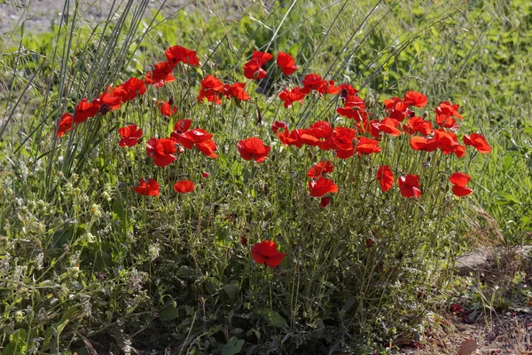 Papaver rhoeas, Corn Poppy, Corn Rose, Field Poppy, Flanders Poppy, Red Poppy — Stock Photo, Image