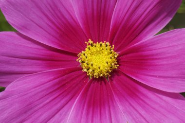 Evren bipinnatus, Bahçe Cosmos, Meksika Aster, Almanya'da dekoratif yaz çiçek