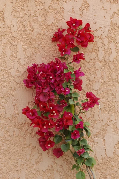 Flor de papel (Bougainvillea glabra), Bougainvillea menor — Foto de Stock